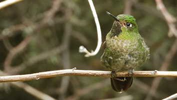 Metallura Tyrianthina