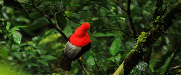 birds of peru