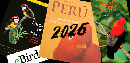 Birding in Peru