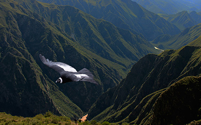 Condor tour in Cusco - Peru