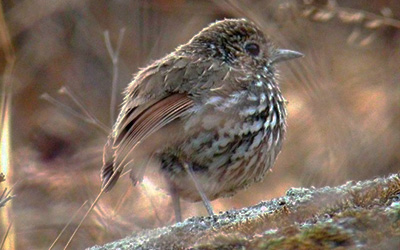 Stripe-headed-Antpitta at Abra-malaga